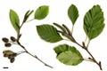 SpeciesSub: subsp. fruticosa